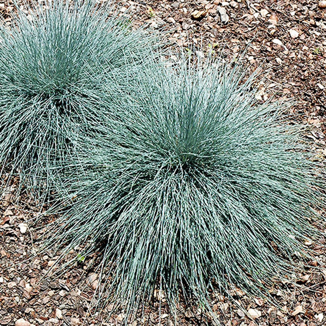 Grass: 'Beyond Blue Fescue' - 2 Gal