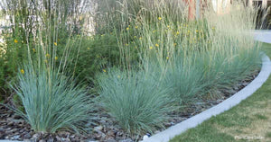 Grasses: 'Blue Oat Grass' - 5.5" (VN)