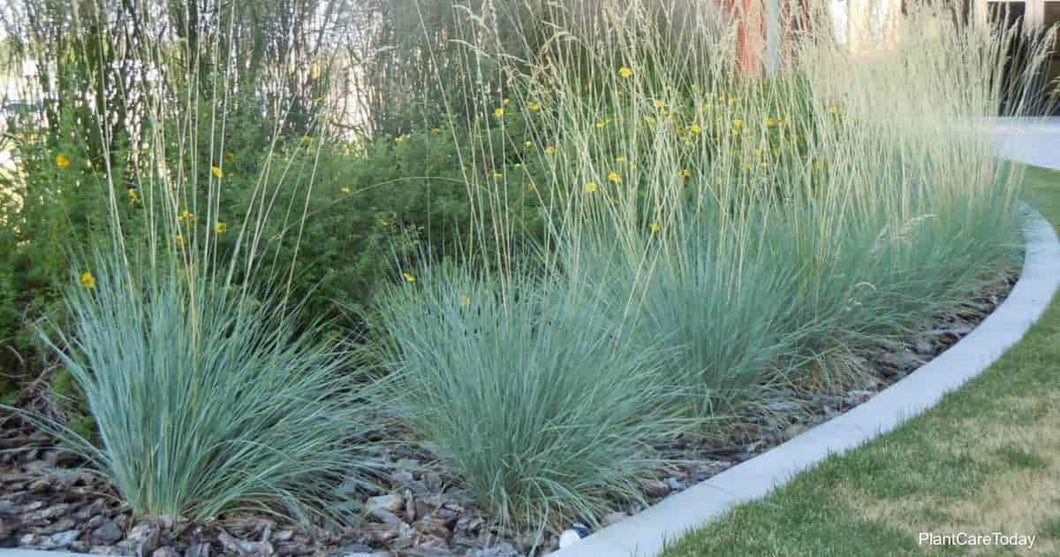 Grasses: 'Blue Oat Grass' - 5.5