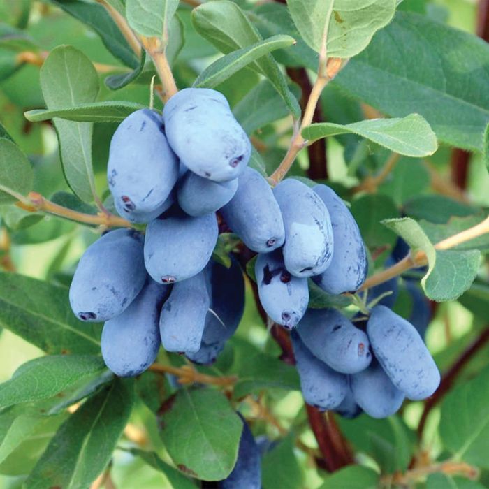 Honeyberry:  Boreal Beauty (Van)
