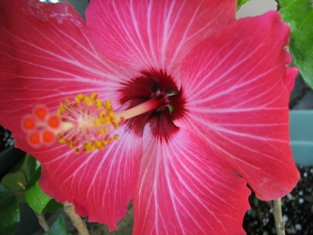 Hibiscus Painted Lady  22