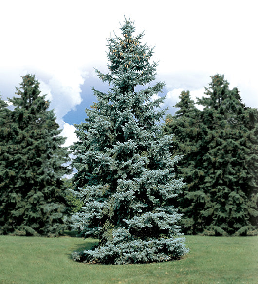 Spruce Blue: 'Hoopsi' - 3-4' (IS)