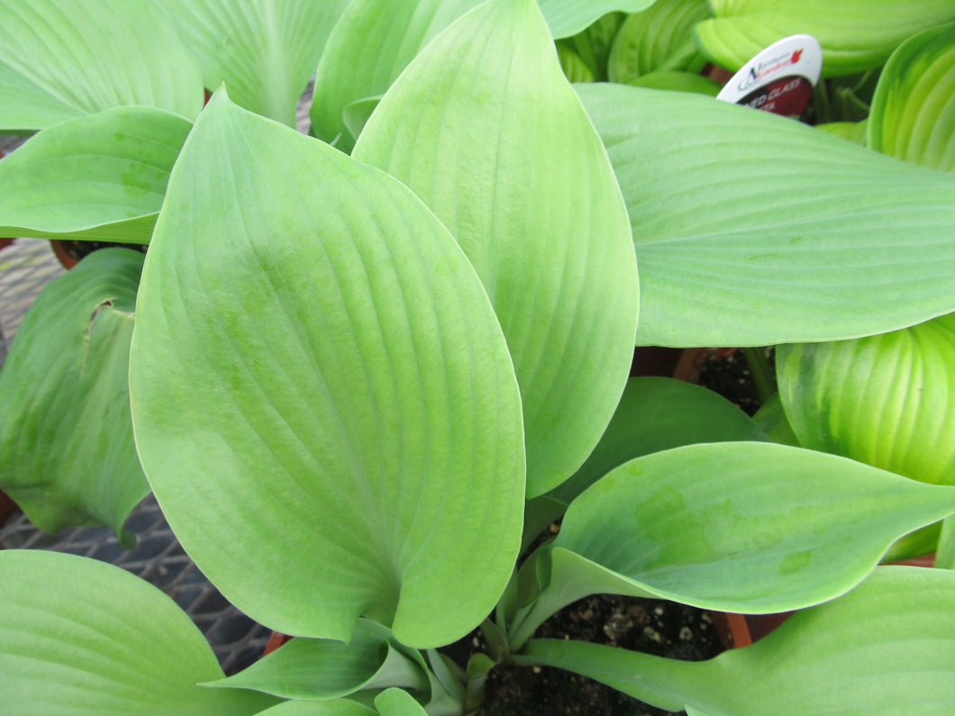 Hosta:  'Sum and Substance' - 5.5