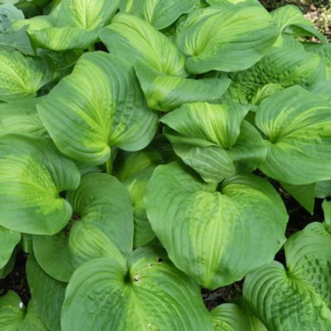 Hosta:  'Avocado' - 5.5