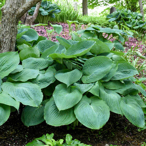 Hosta:  'Big Daddy' - 5.5" (VN)