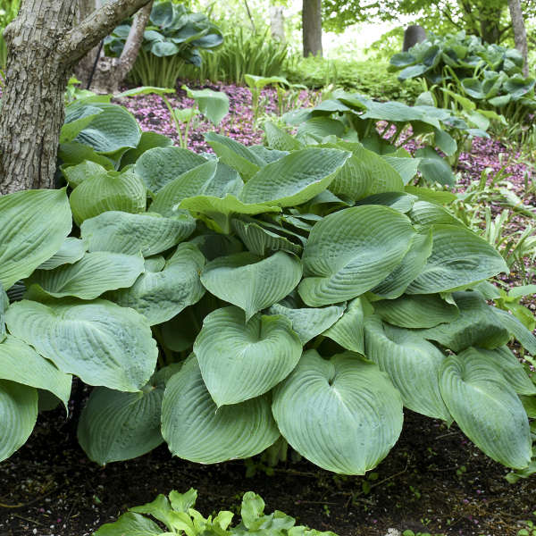 Hosta:  'Big Daddy' - 5.5