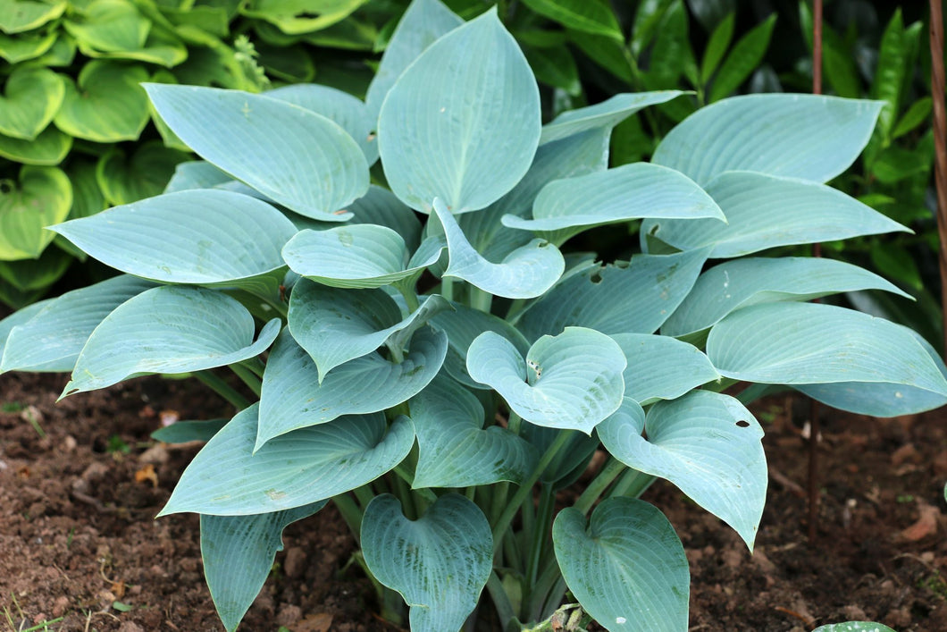 Hosta: 'Canadian Blue' - 5.5