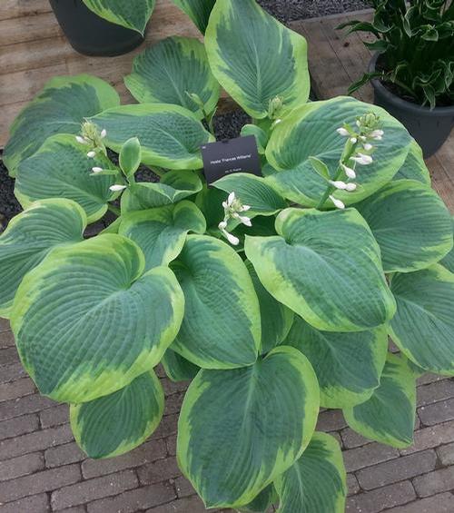 Hosta:  'Frances Williams' - 2 Gal (VN)