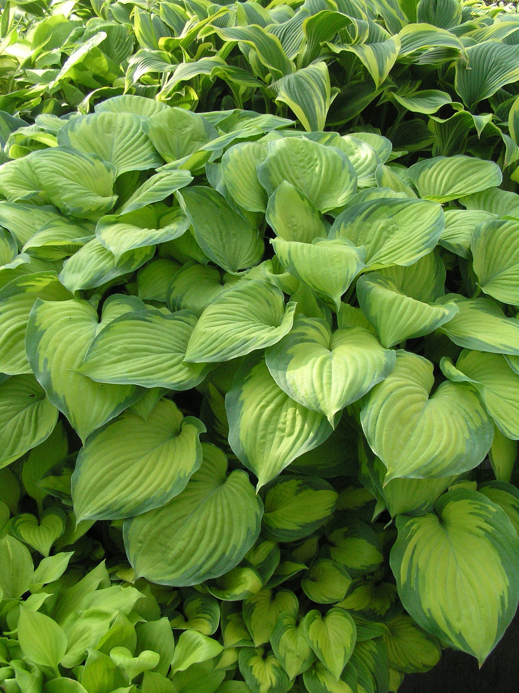 Hosta:  'Guacamole' - 2 Gal (VN)