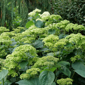 Hydrangea:  'Sublime'®  - 2Gal (PW) (Bl)