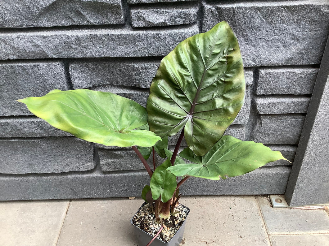 Alocasia Regal Shields 5