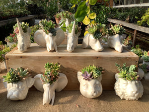 3.5" Assorted Succulents In White Ceramic Animal Head