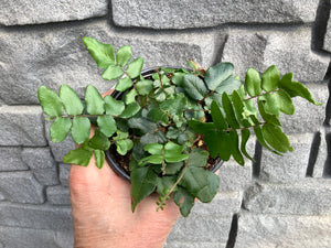 Fern: Sickle 4"