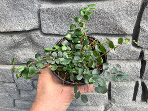 Fern: Button 4"