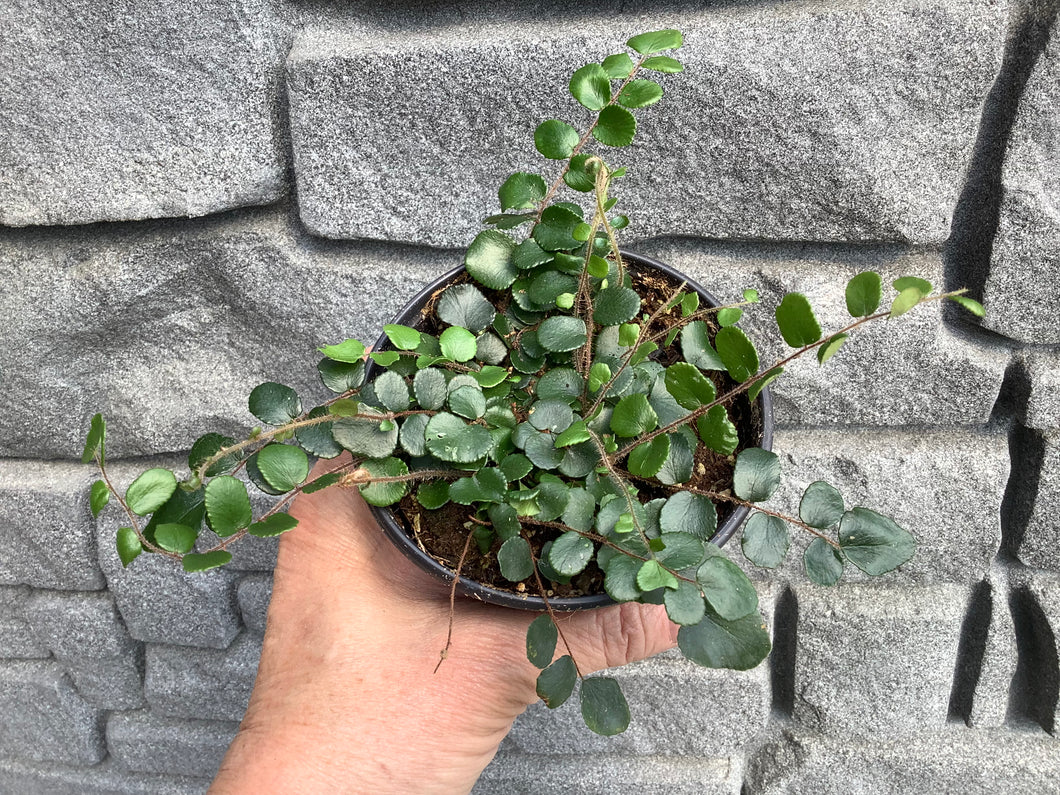 Fern: Button 4