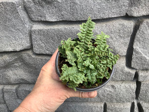 Fern: Ruffle 4"