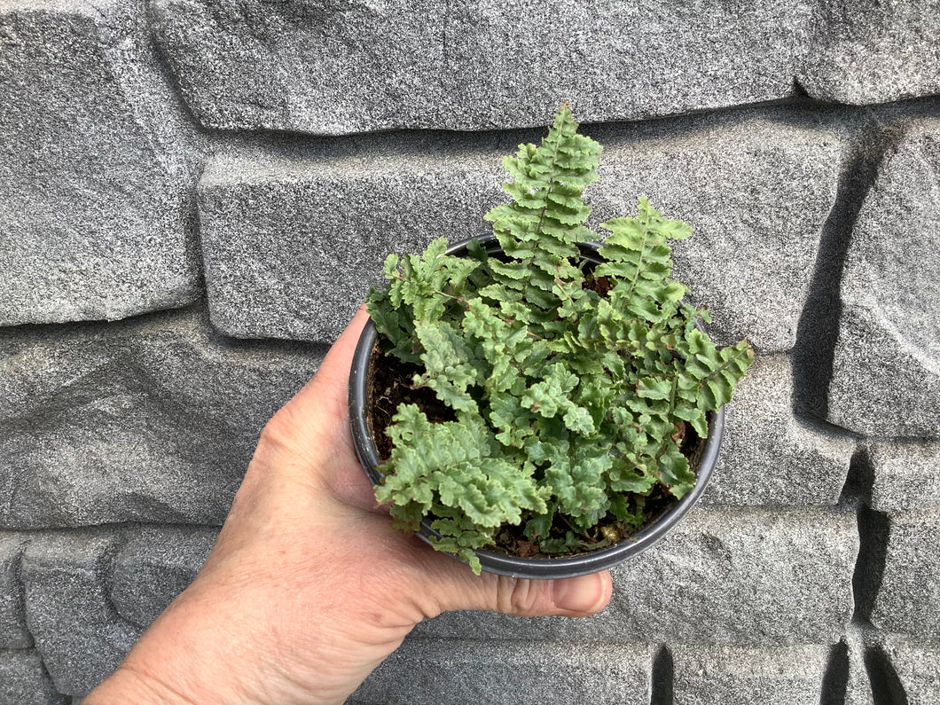 Fern: Ruffle 4