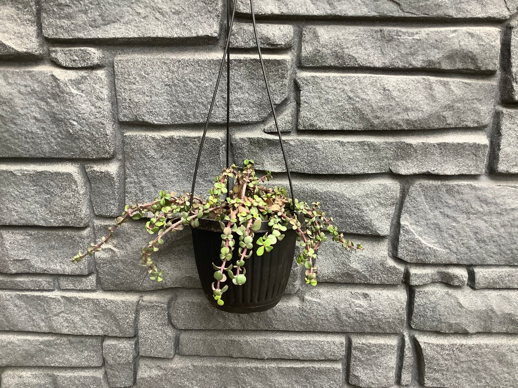 Jade Mini HB 6.5
