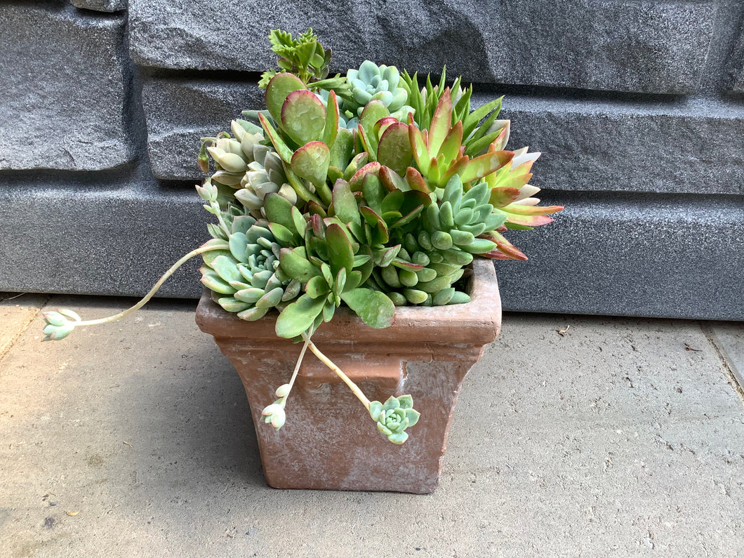 Square Terra Cotta w Assorted Succulents