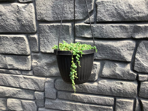 String of Pearls HB 6.5"