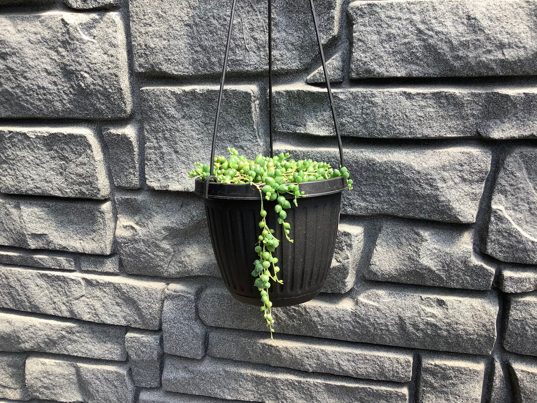 String of Pearls HB 6.5