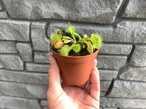 3" Venus Fly Trap