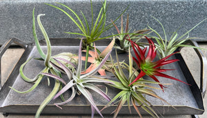 Air Plant Tillandsia