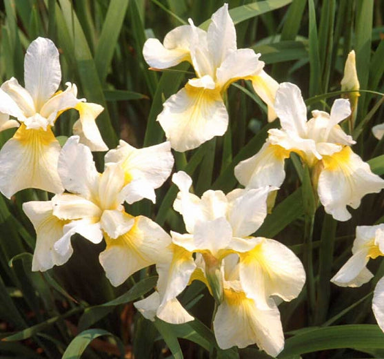 Iris: Siberian 'Butter and Sugar'- 1Gal (VN)