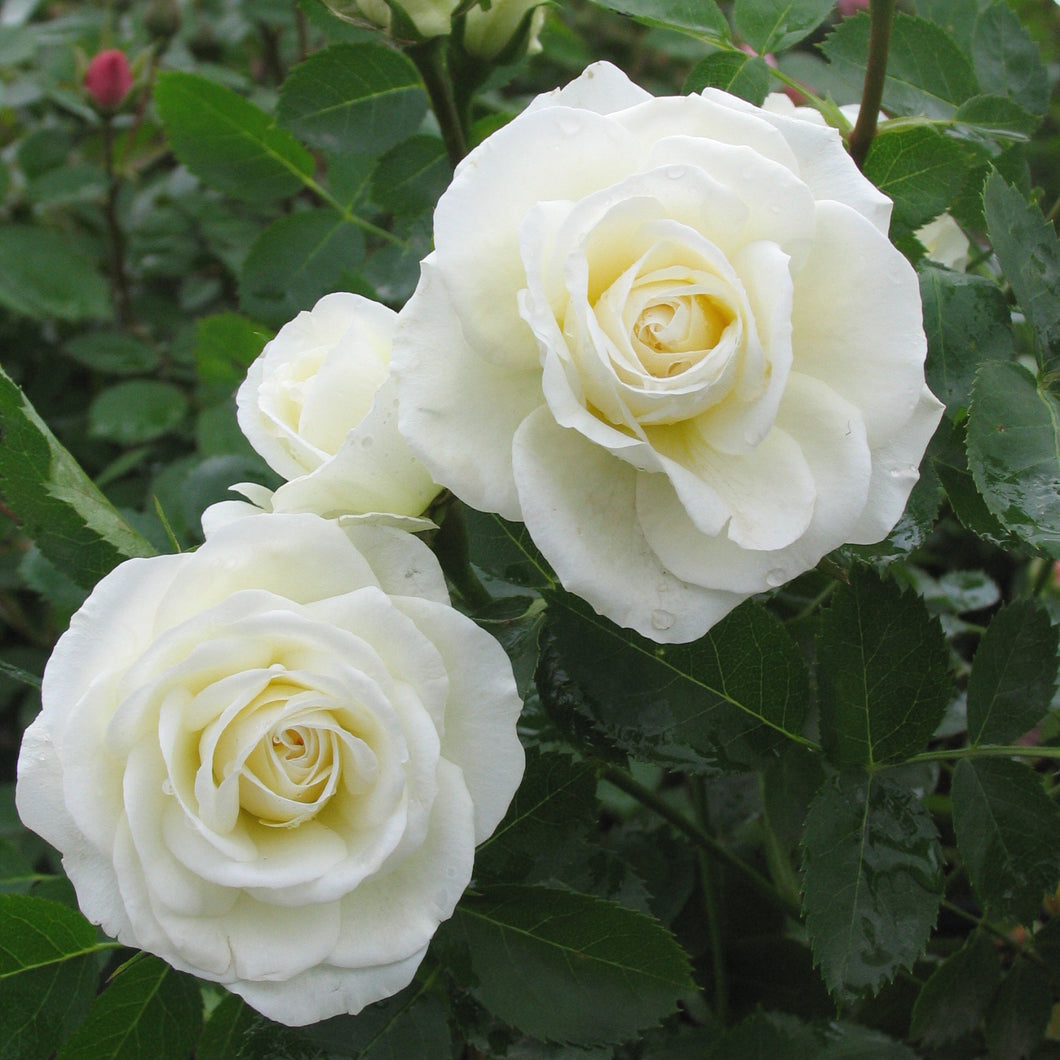 Rose:  'JP Connell' Yellow Cream - 2 Gal (Bl)