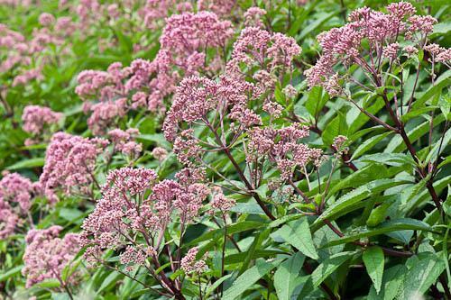 Joe Pye Weed:  'Joe Pye'  - 1 gal (VN)
