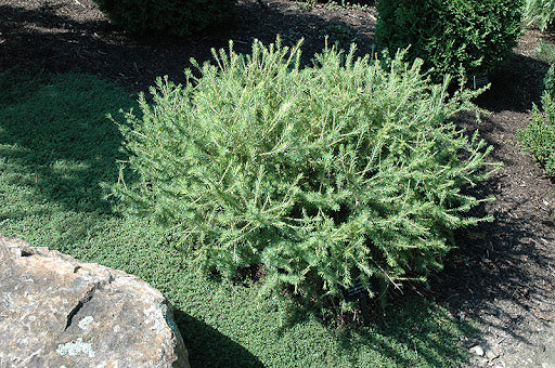 Larch: 'Prag' - 3 Gal (IS)