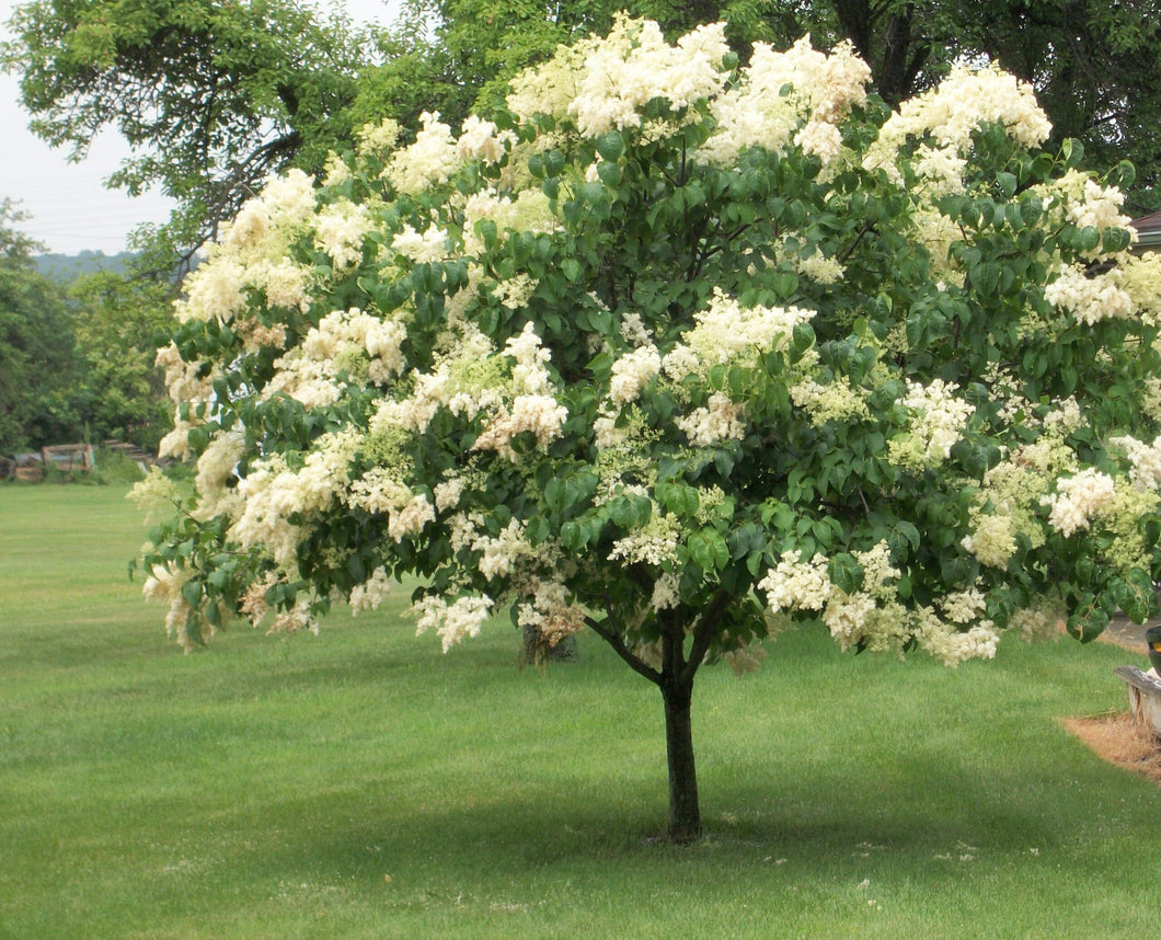 Lilac:  'Ivory Silk Japanese Tree' -  (Bl)