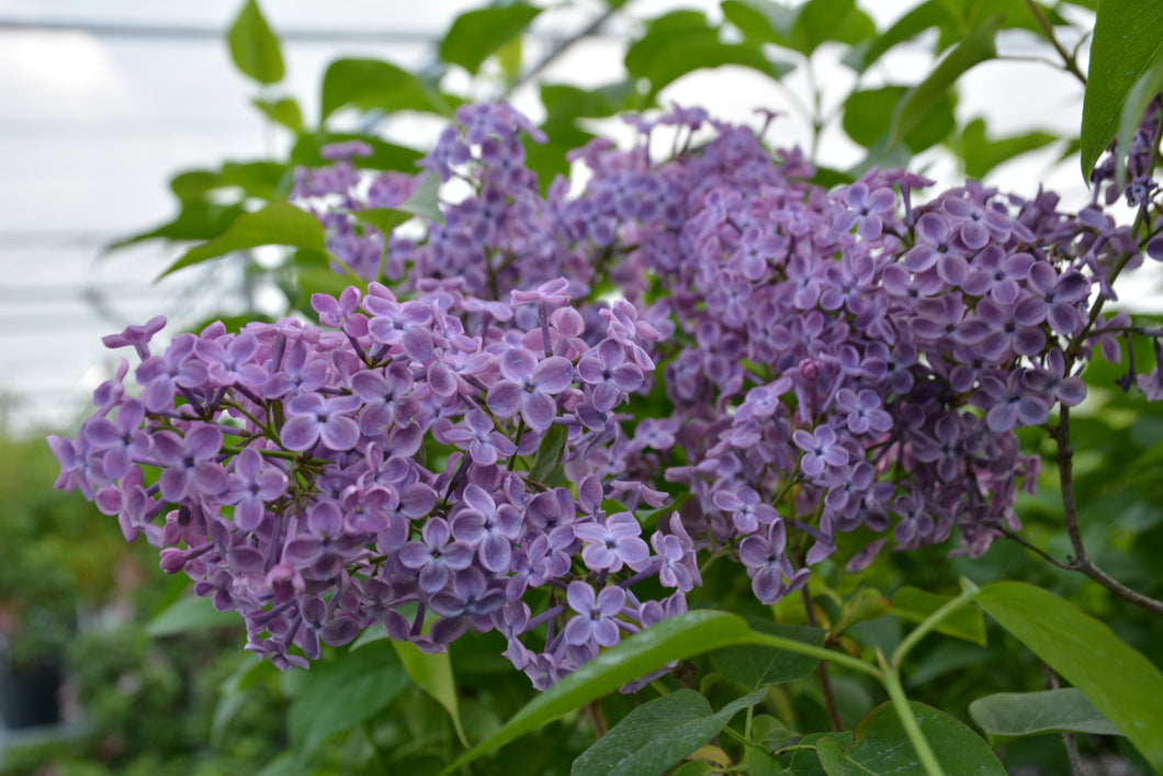 Lilac: 'Pocahontas' - 2 Gal (Jf)