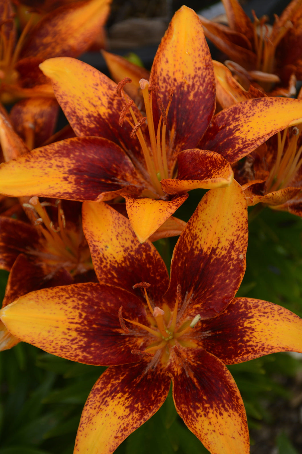 Lily: Tiny Orange Sensation - 5.5