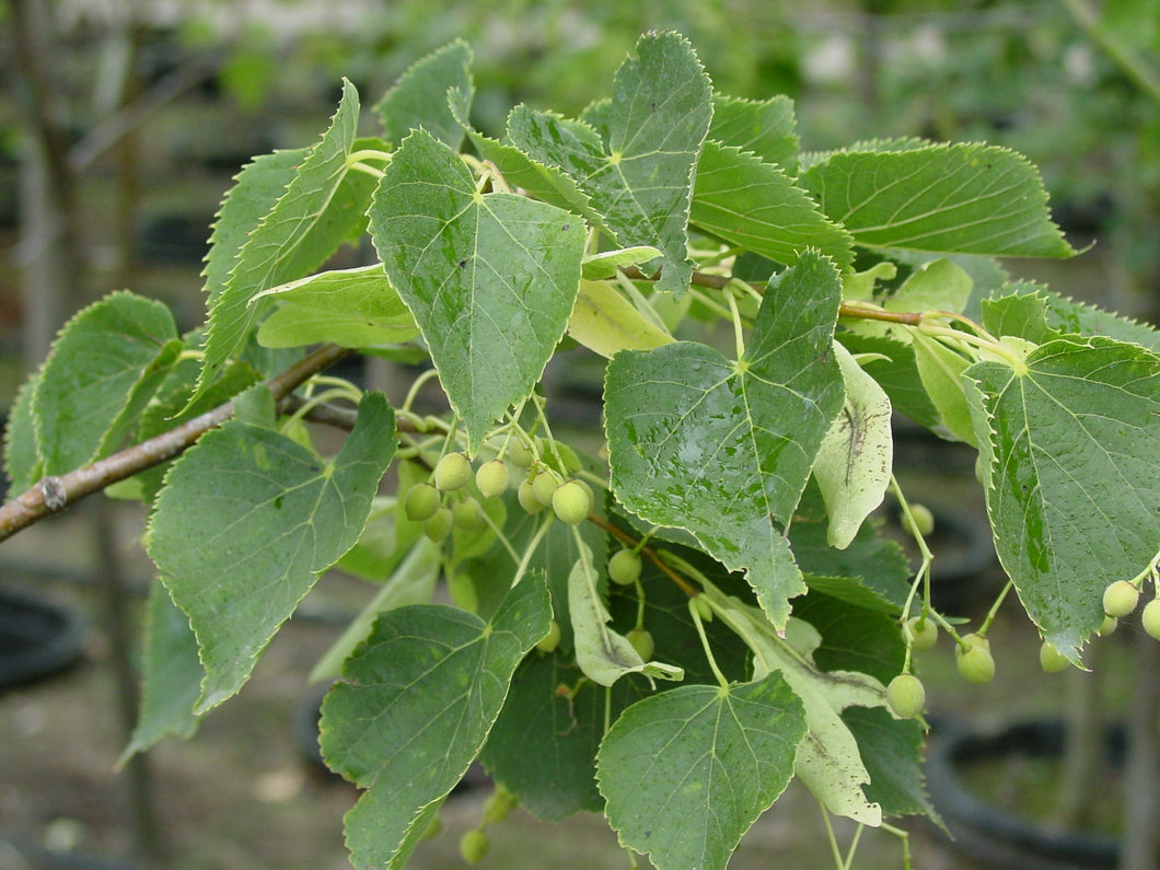 Linden:  'Dropmore' - 7Gal (Bl)