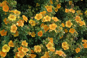 Potentilla:  'Mandarin Tango'