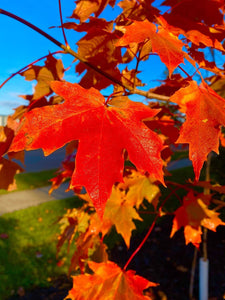 Maple:  'Inferno®' Sugar Maple (Bl)