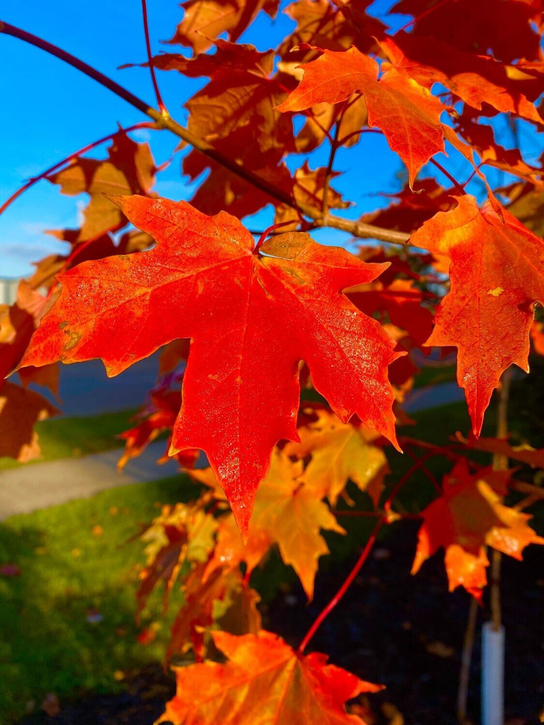 Maple:  'Inferno®' Sugar Maple (Bl)