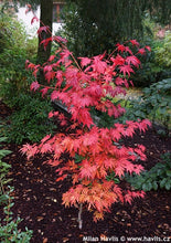 Load image into Gallery viewer, Maple: 'Arctic Jade' - 6 Gal (IS)
