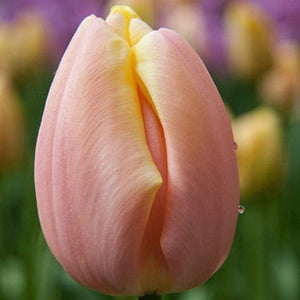 Tulip: 'Mango Charm' 12+ - 6 pack