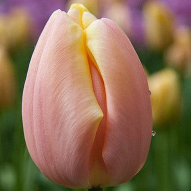 Tulip: 'Mango Charm' 12+ - 6 pack