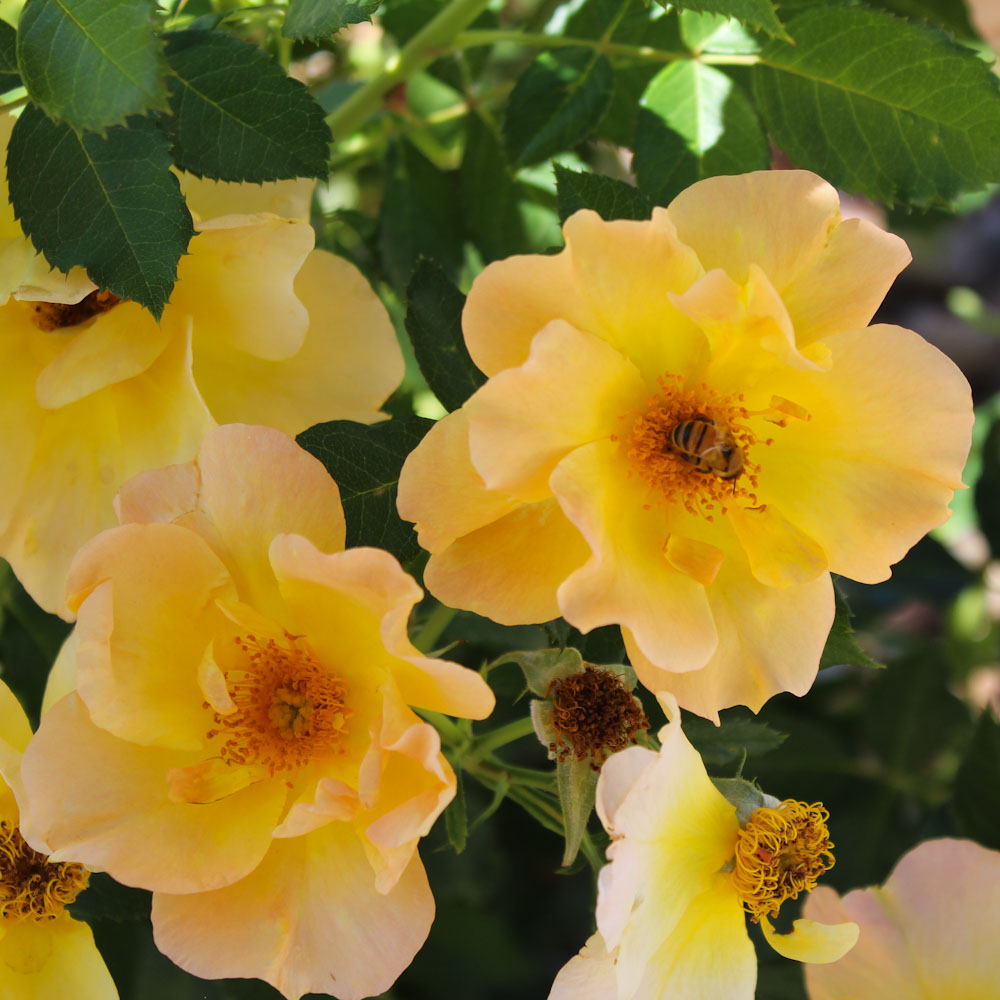 Rose:  'Morden Sunrise' Yellow - 2Gal (Bl)