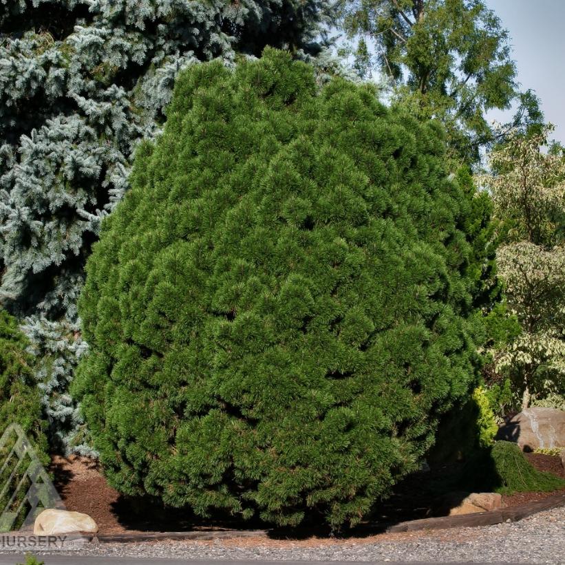 Mugo Pine: 'Big Tuna'- 6 Gal (IS)