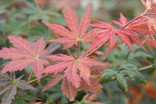 Load image into Gallery viewer, Maple: 'North Wind' - 3 Gal (IS)
