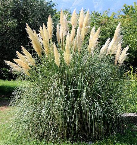 Pampas Grass: 'Selloana White' 1Gal (VN)