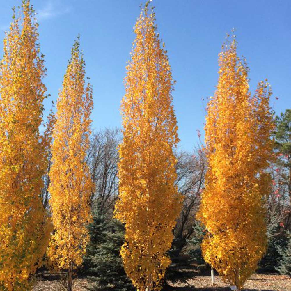 Birch:  'Parkland Pillar' - (BL)