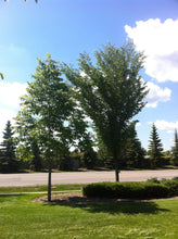 Load image into Gallery viewer, Elm:  &#39;Patmore&#39; - 15 Gal (BR)
