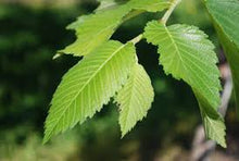 Load image into Gallery viewer, Elm:  &#39;Patmore&#39; - 15 Gal (BR)
