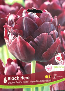 Tulip: Peony Double 'Black Hero' 12+ - 6 pack