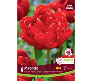 Tulip: Peony Double 'Miranda' 12+ - 6 pack